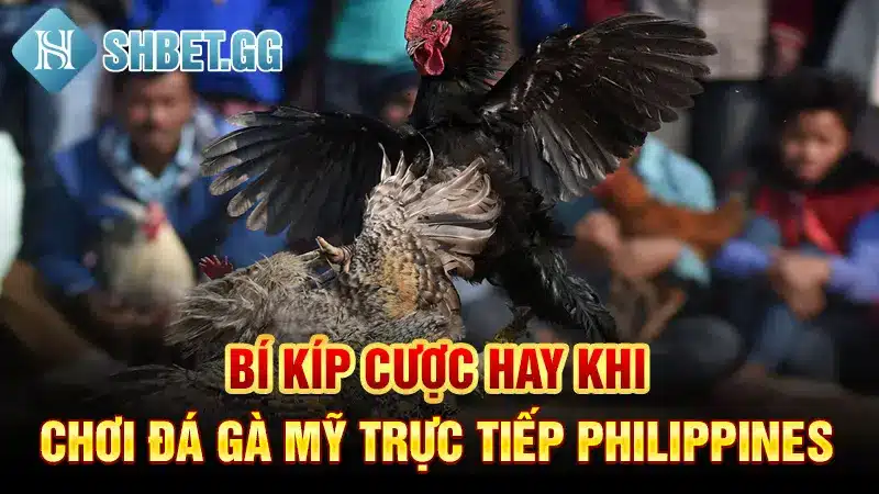 Đá Gà Cựa Dao Trực Tiếp Philippines - Sàn Đấu Kịch Tính 5 Bí kíp cược hay khi chơi đá gà Mỹ trực tiếp Philippines