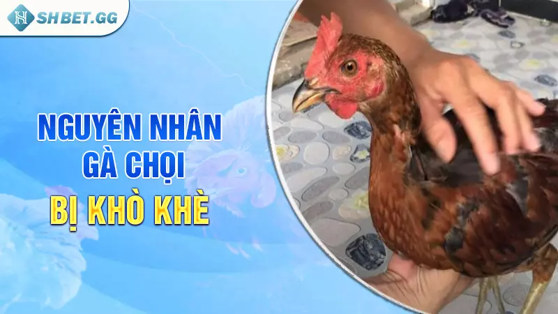 Tìm hiểu về gà chọi bị khò khè và cách chữa trị hiệu quả 3 Nguyên nhân gà chọi bị khò khè